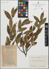 Foto von Salix pentandra L.